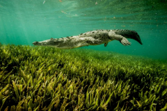 protected-marine-world-ocean-day-nationalgeographic_2497465